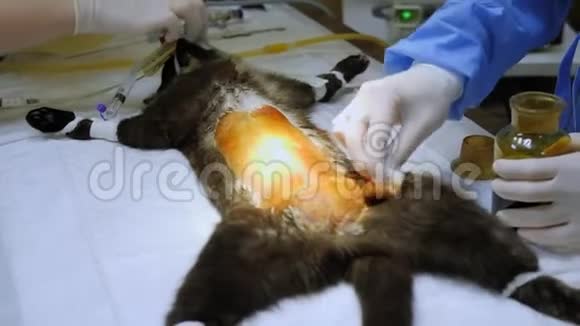 兽医诊所手术用猫的特写视频的预览图