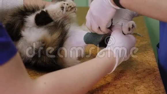 男兽医在兽医诊所的桌子上包扎一只猫的爪子视频的预览图
