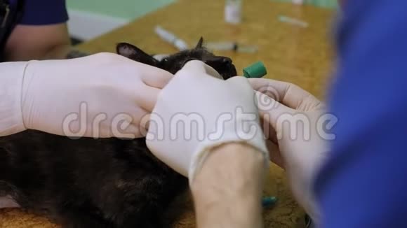 兽医在手术前猫的嘴插入一个呼吸管视频的预览图