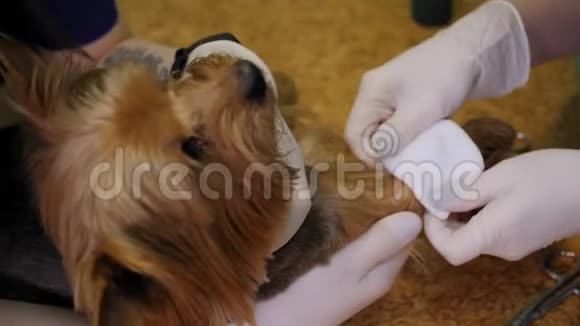 兽医用绷带包扎狗的爪子其中有一个操作导管视频的预览图
