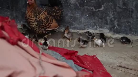 母鸡妈妈和她的小鸡视频的预览图