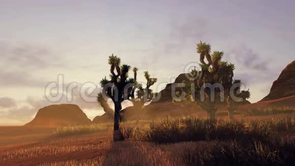 日落时的乔舒亚树和红岩时间流逝视频的预览图