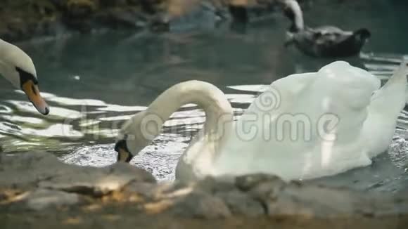 天鹅在沟槽里游泳视频的预览图