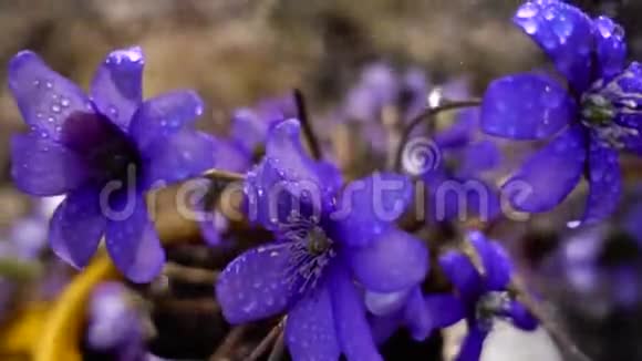 紫罗兰上的春雨慢动作视频的预览图