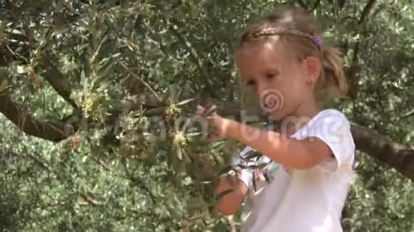 4K孩子在果园里摘橄榄快乐玩耍的孩子大自然中的孩子视频的预览图