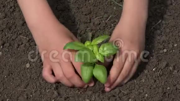 4K童手在地上种植种子童苗蔬菜农业领域的女孩视频的预览图