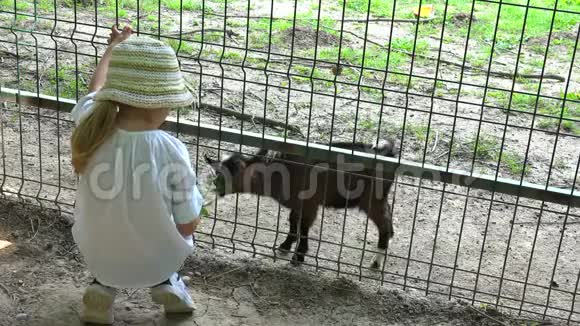 4K儿童在动物园公园喂养婴儿山羊快乐儿童在动物中玩耍女孩在大自然中户外活动视频的预览图