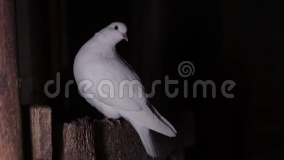 白鸽坐在黑暗的房间里视频的预览图