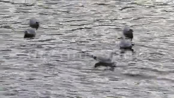 康斯坦斯湖上的一群海鸥视频的预览图