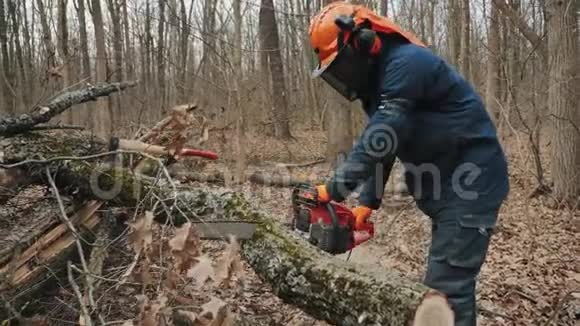 伐木工人锯掉了一棵树干视频的预览图