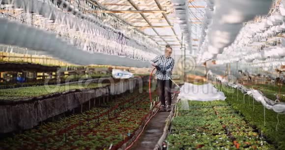 农业温室园艺浇水花卉视频的预览图