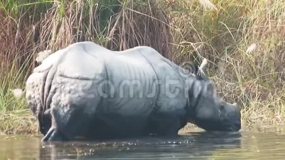 一只角犀牛喂食视频的预览图