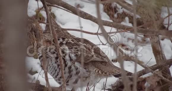 冬季森林里的松鸡鸟视频的预览图