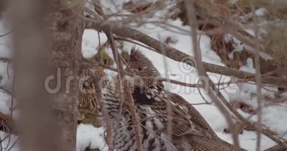 冬季森林里的松鸡鸟视频的预览图