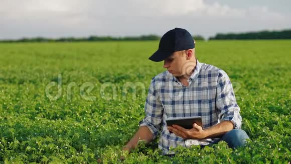 农民在鹰嘴豆田里用平板电脑视频的预览图