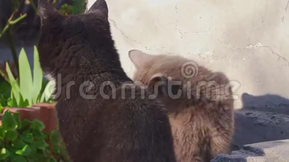 两只猫晒太阳视频的预览图