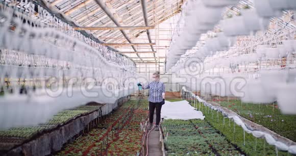 农业园丁在温室的植物上撒肥视频的预览图