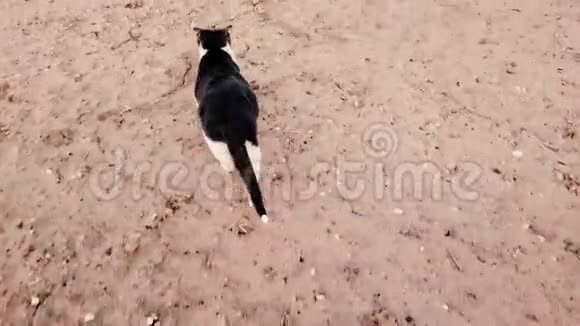 灰白色的猫在地上行走视频的预览图