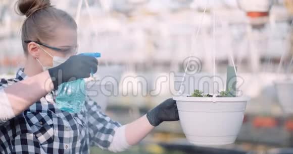 农业园丁在温室的植物上撒肥视频的预览图