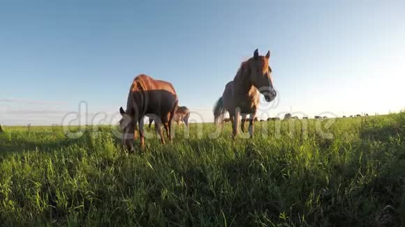 野马在日落时吃草视频的预览图