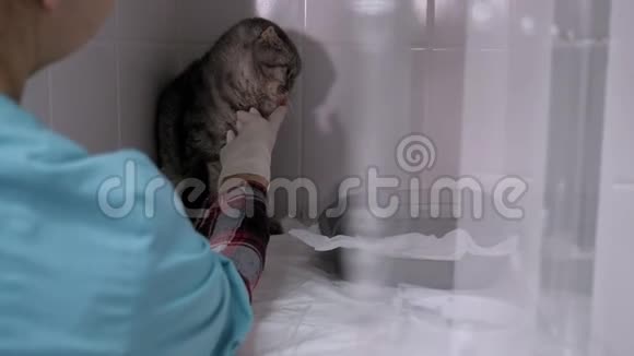 生病的猫在兽医诊所的笼子里医生试图喂一只生病的猫视频的预览图