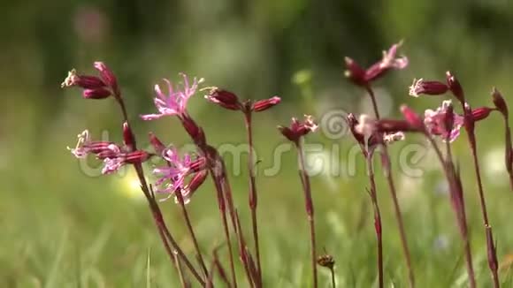 一朵红花的镜头视频的预览图