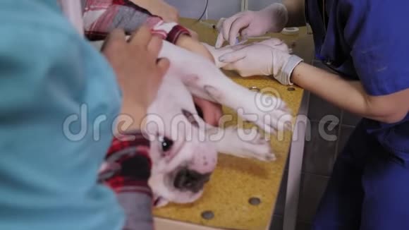 一家兽医诊所的手术台上爪子上有导管的狗视频的预览图
