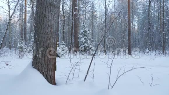 一个年轻人正在冬天的森林里滑雪视频的预览图