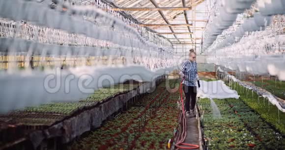 农业企业微笑的园丁在温室里浇花视频的预览图