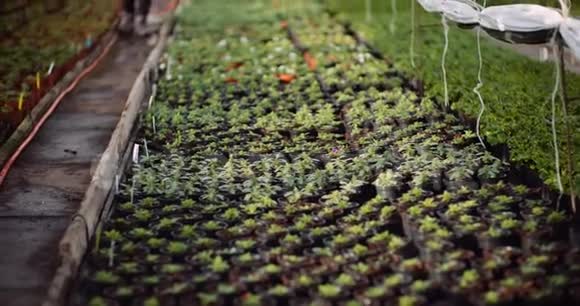 农业温室园艺浇水花卉视频的预览图