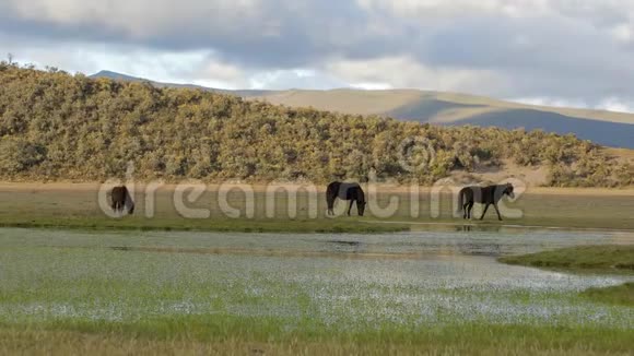 在安第斯山脉放牧的马视频的预览图