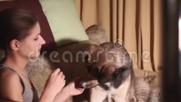 小女孩带着狗在家喂狗宠物视频的预览图