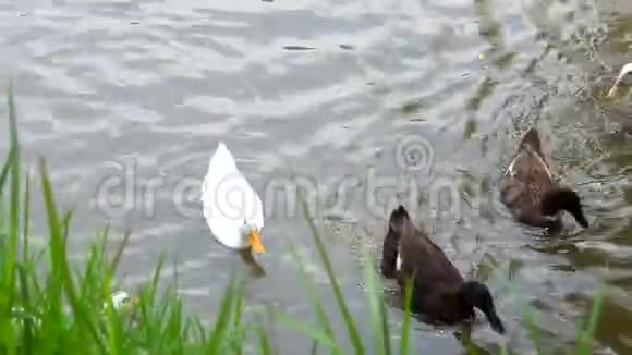 鸭子快乐的游泳视频的预览图