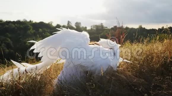 白色天使坐在小山上的干草上视频的预览图