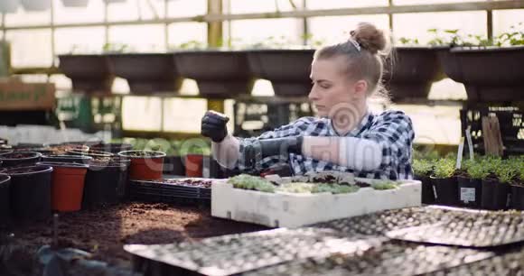 农业从事花卉苗木工作的女性园丁视频的预览图