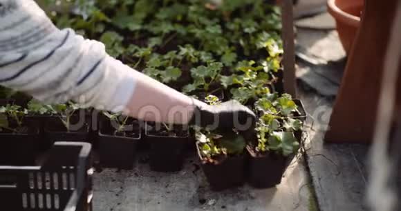 在温室里用天竺葵做工作的女园丁视频的预览图