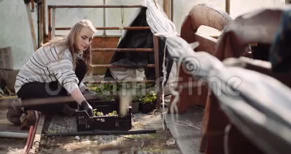 在温室里用天竺葵做工作的女园丁视频的预览图