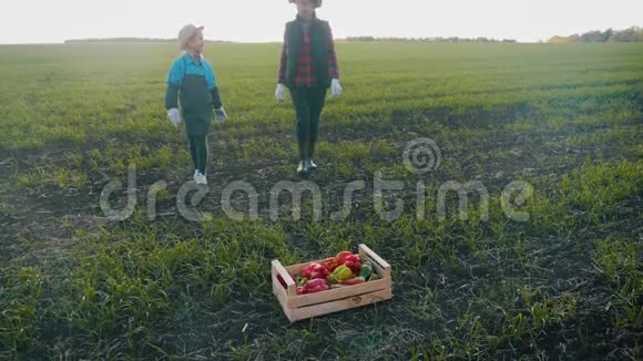 年轻的母亲和她的女儿在农场收割蔬菜农民家庭小组在收割期间用一根木头视频的预览图