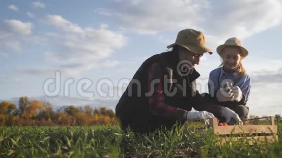 一家农民带着盒子在农场收获蔬菜农业园艺团队合作理念视频的预览图