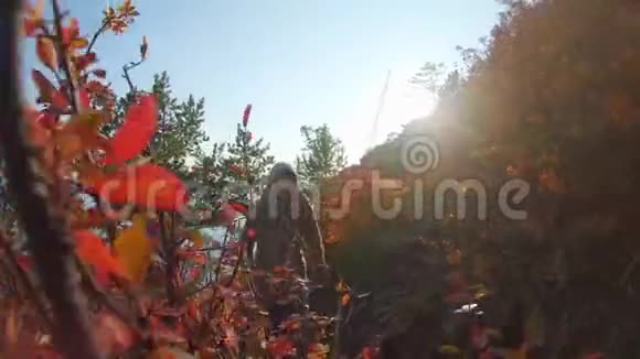 女孩走在陡峭的斜坡上在黄色的秋天灌木丛中视频的预览图