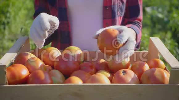 园丁把新鲜成熟的西红柿放进木箱里生态清洁食品理念视频的预览图
