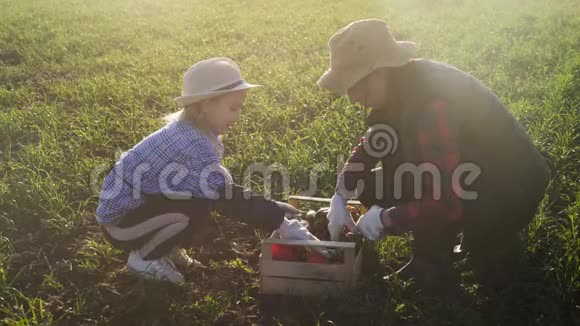 年轻的母亲和她的女儿在农场收割蔬菜农民家庭小组在收割期间用一根木头视频的预览图