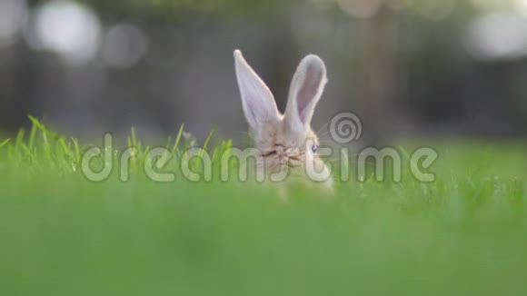 可爱的兔子在草地上休息视频的预览图
