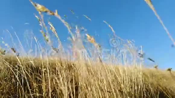 风中的草视频的预览图