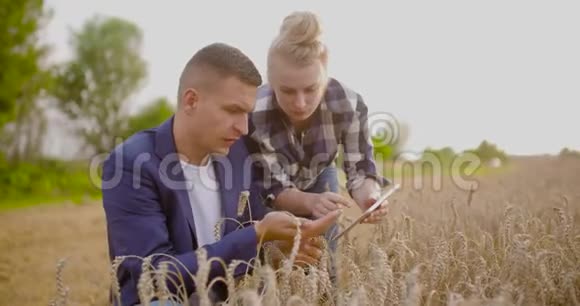 农民在使用数字平板电脑时用手检查小麦作物视频的预览图