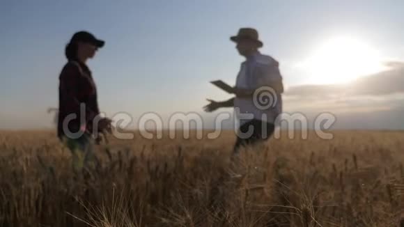 关注麦穗农民们在收割的时候与小麦作物握手一群农民站在麦田里视频的预览图