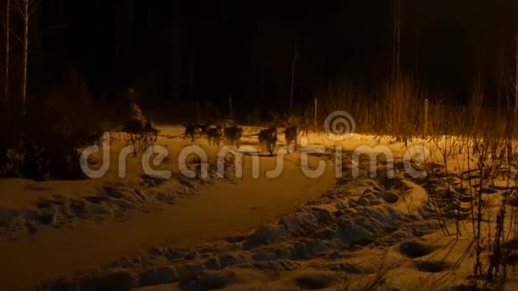 晚上哈士奇狗在雪地上的小路上骑雪橇视频的预览图