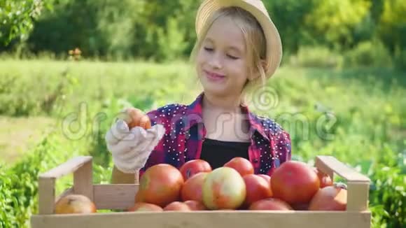 小女孩在花园里收获新鲜的西红柿有趣的园丁把新鲜成熟的西红柿放进木箱里视频的预览图