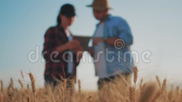 关注麦穗团队农民站在麦田里用平板电脑控制他们的作物农学家视频的预览图