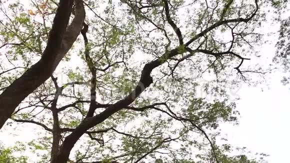 风中绿树枝视频的预览图